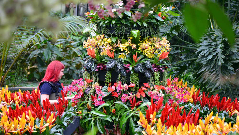 Orchids Festival at Kew Gardens 